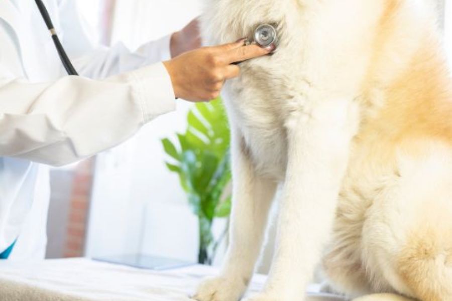 How Dog Owners Can Build a Healthier Daily Routine at Home