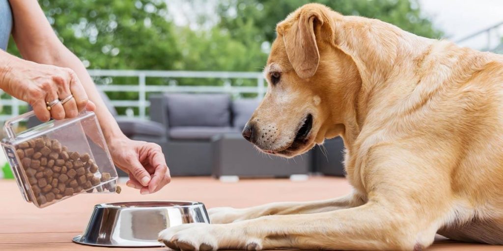 How Pet Diet Affects Overall Health
