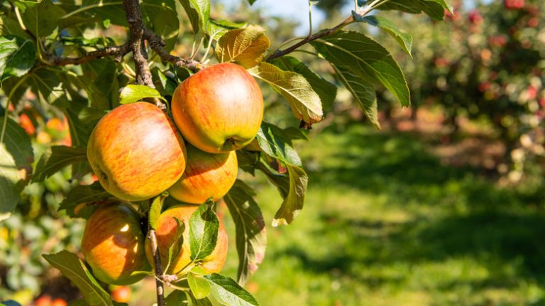 Mistakes to Avoid When You Buy Fruit Trees, with Specialist Advice for Small Spaces
