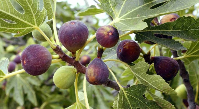 Specialist Nursery Guide to Fruit Trees for Sale for Chalky Soil Gardens